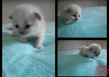 chaton mâle blue point-mitted 2 - Chatterie Ragdolls du Val de Beauvoir